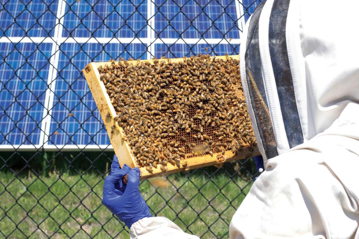 Doctoral student, bee expert Chelsea Cook inspects a hive