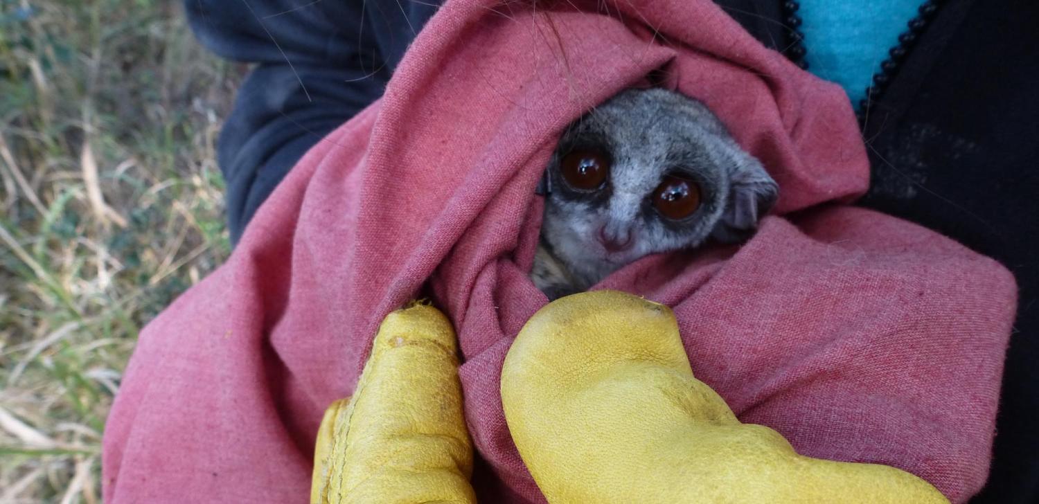 Galago moholi bundled up in a cloth