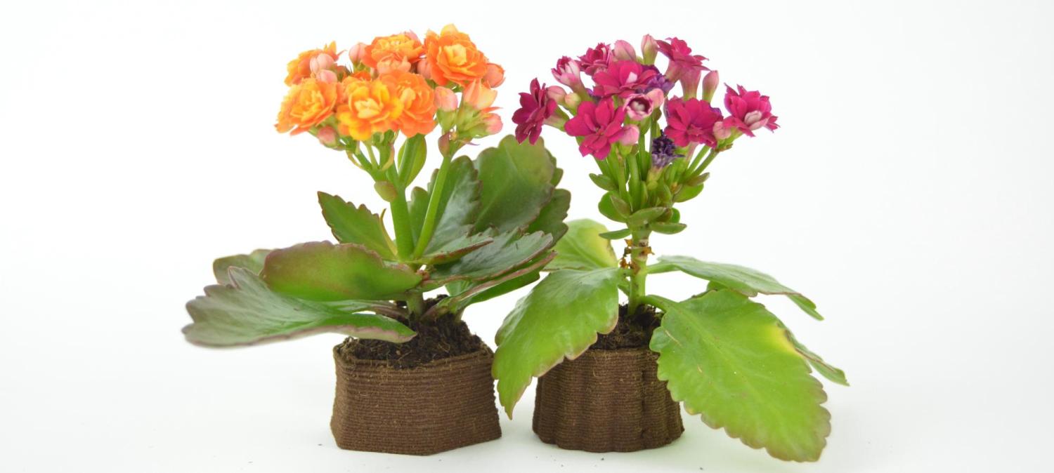 Two flowering plants planted in pots made from coffee grounds