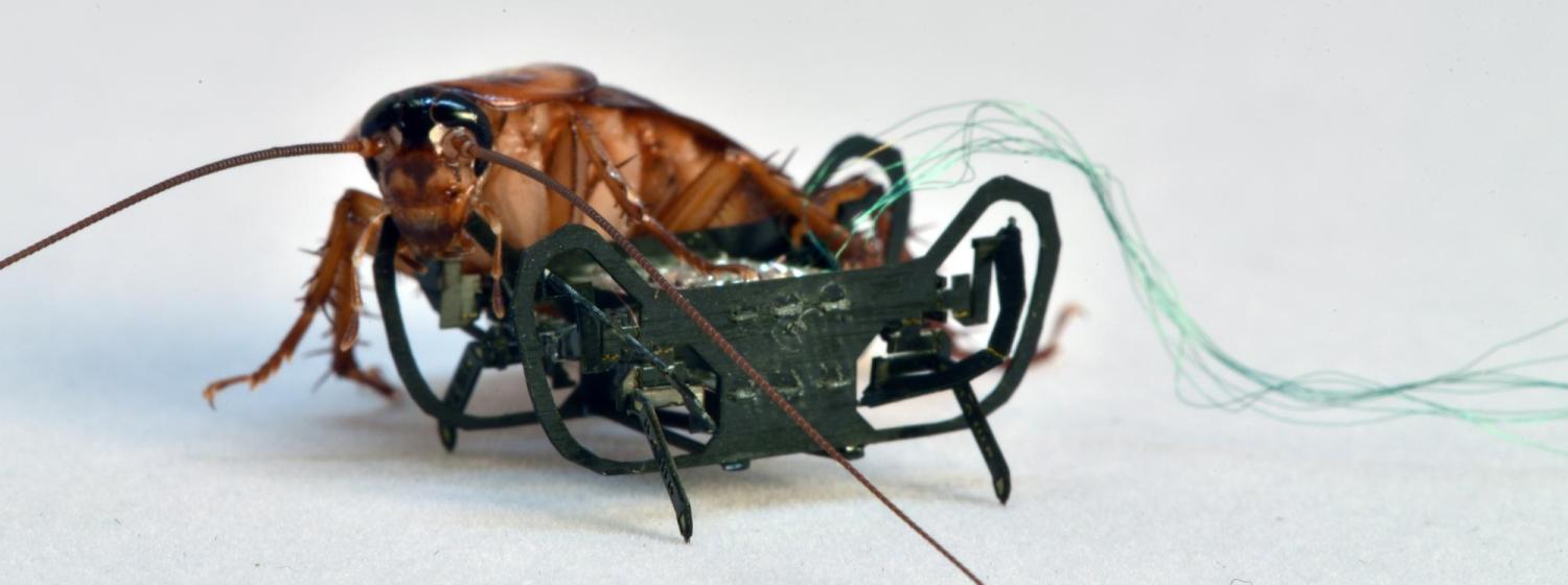Cockroach next to a small, four-legged robot