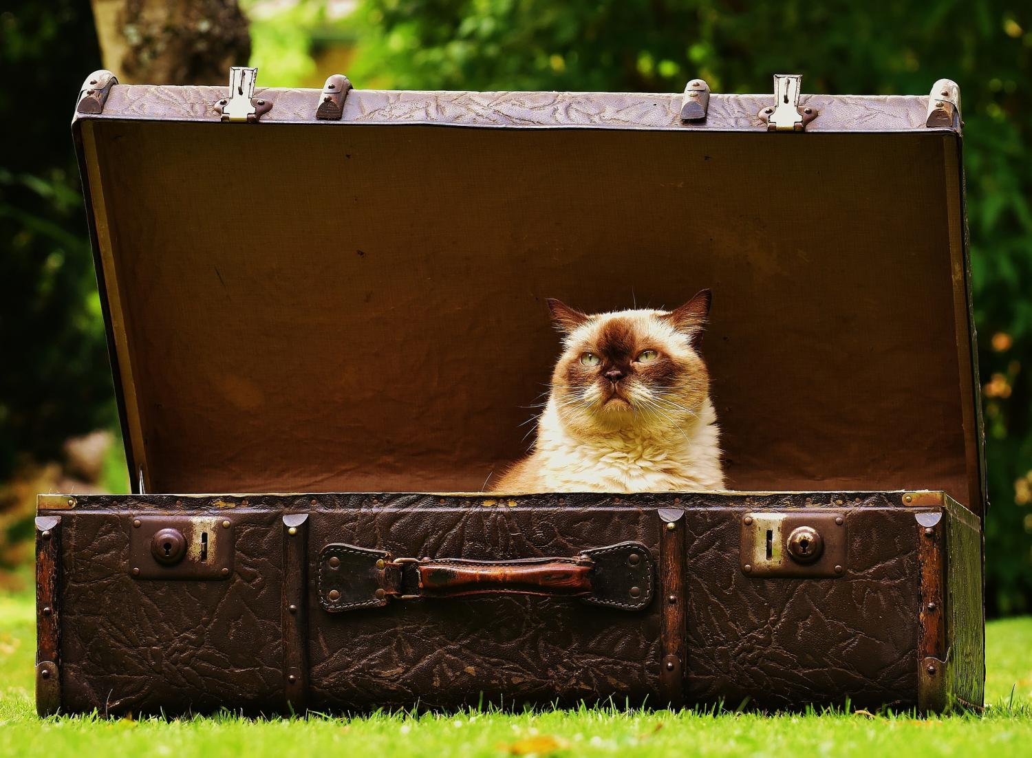 cat inside briefcase