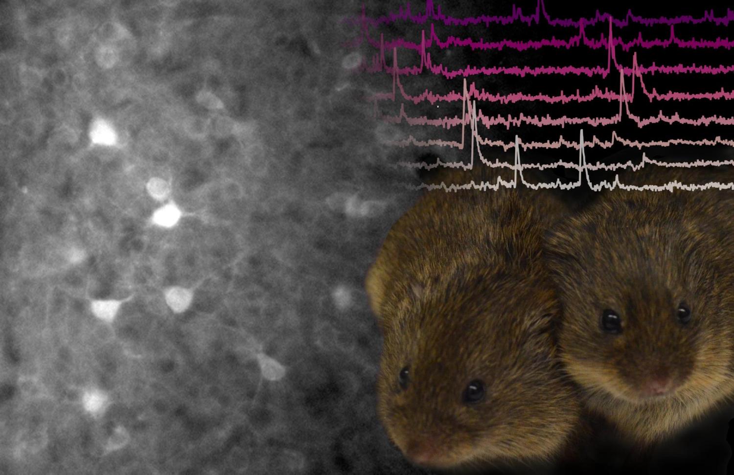 two voles next to an image of their brain activity