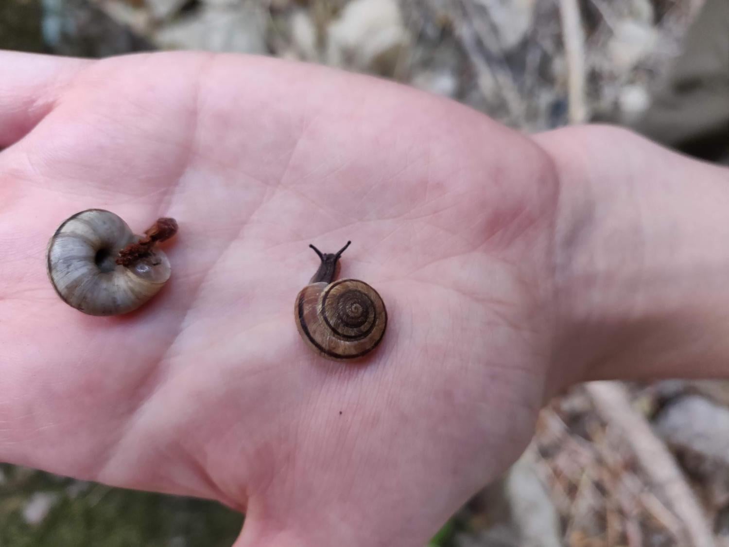 These snails died during Prohibition. Researchers just identified