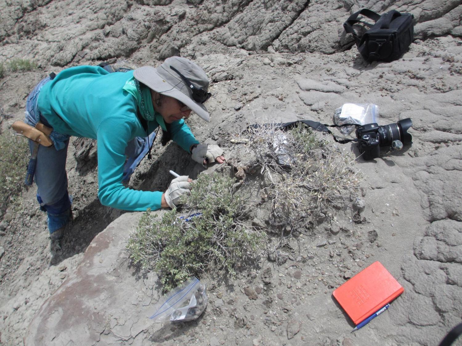 Karen Chin digging for fossils