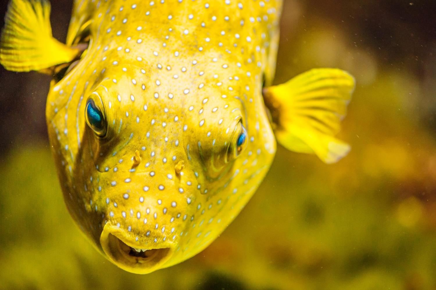 Yellow fish with white dots underwater