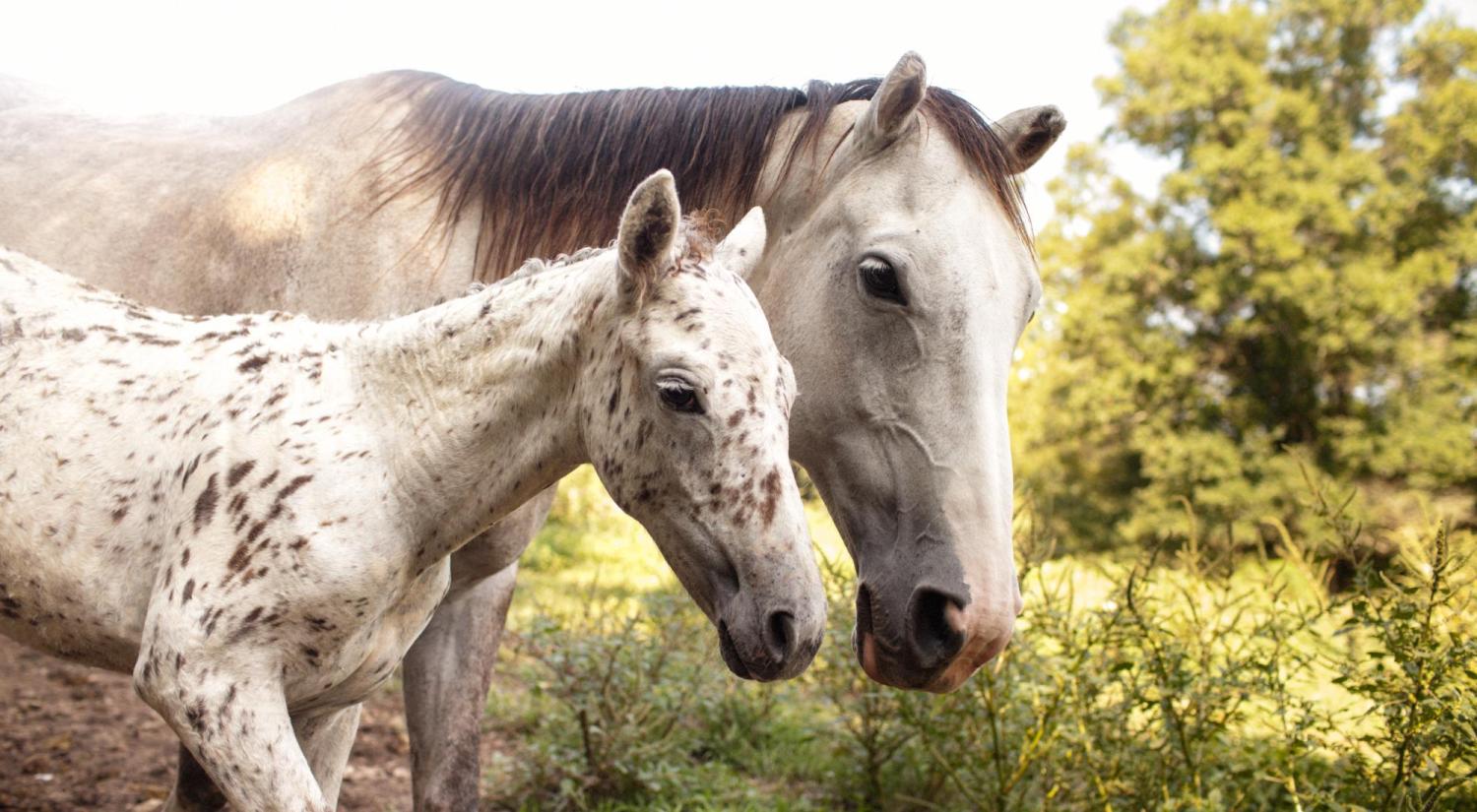 A gray-colored mare with her spotted foal