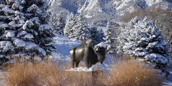 A buffalo sculpture on the CU Boulder campus is blanketed in snow. 