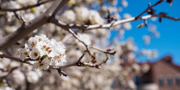 Spring blossoms on a campus tree. (Photo by Patrick Campbell/University of Colorado)