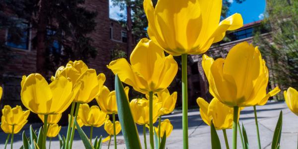 yellow tulips on campus