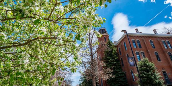 Old Main and a tree with spring blossoms