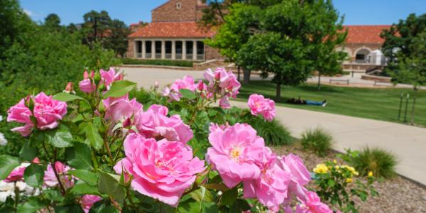 Pink roses in bloom on campus