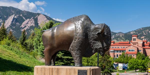 Buffalo statue on campus on a summer day