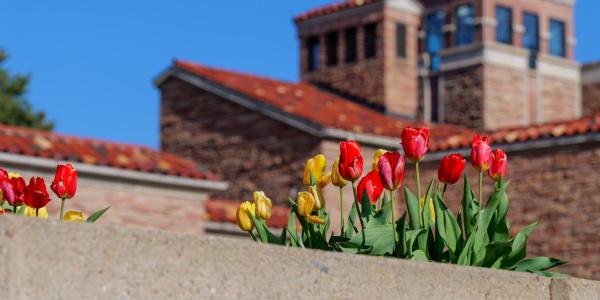 Red and yellow tulips in front of a campus building