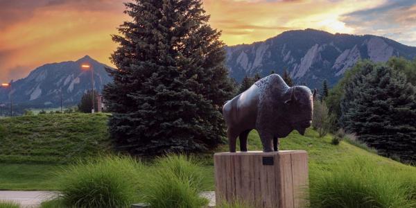 Buffalo statue on campus at sunset
