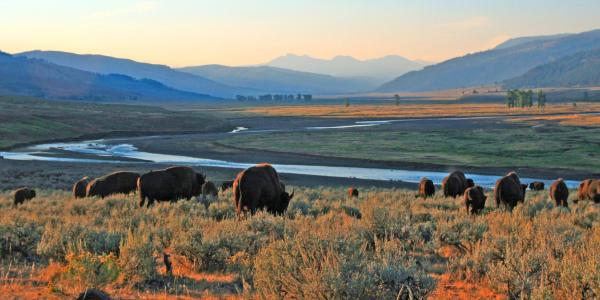 Bison in a national park