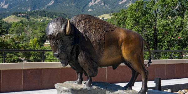 Buffalo statue on the CASE building