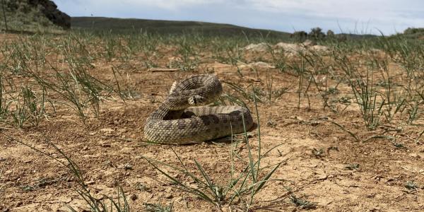 An adult prairie rattlesnake, one of the focal species in the study, raised up in defensive posture near a den site in Colorado.