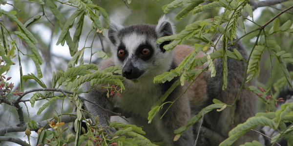 Lemur sitting in a tree looking out from behind leaves