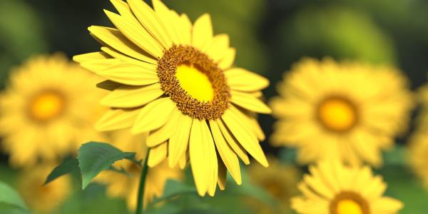 Several sunflowers grow in a field