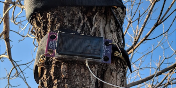 A tree "Fitbit" is strapped to a trunk.