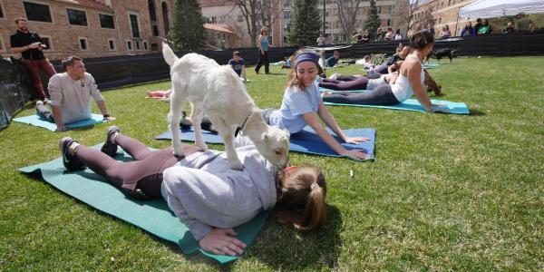 Students enjoy goat yoga on the lawn