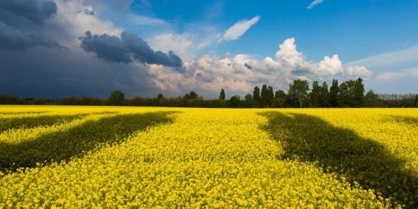 A yellow field under a clear blue sky. 