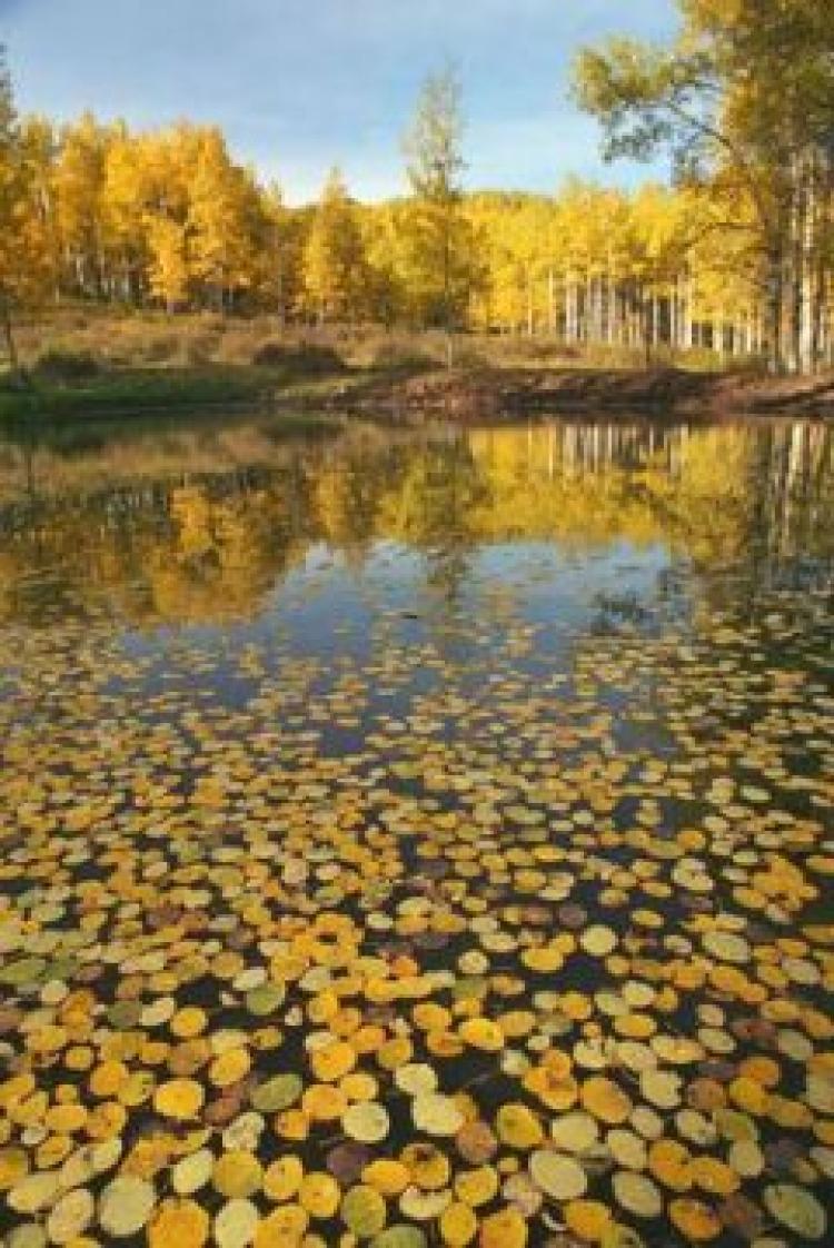 Fall aspen tree colors setting up for prime time, says CUBoulder prof