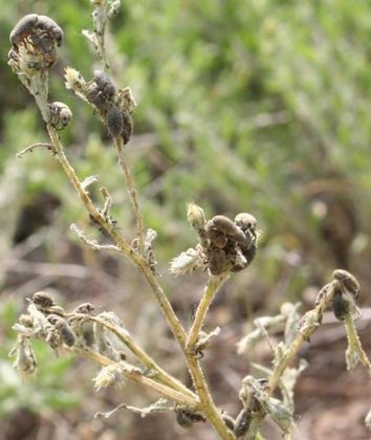 Seedhead weevil devouring knapweed