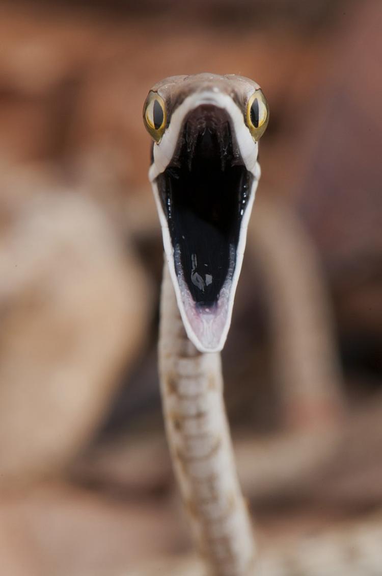 A Mexican vine snake opens its mouth.