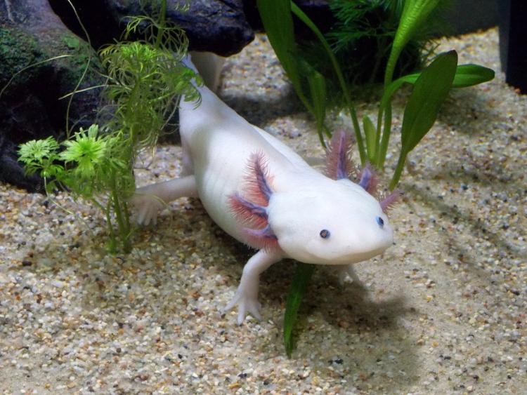 An axolotl in an aquarium tank.