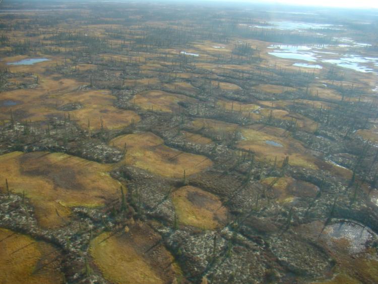 Aerial image of interspersed a permafrost peatland in Innoko National Wildlife Refuge in Alaska interspersed with smaller areas of thermokarst wetlands.