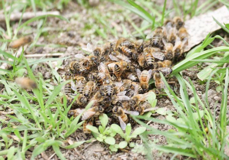 Bees form a small swarm
