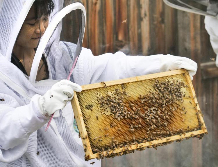 Researcher in beekeeping outfit holds up a bee honeycomb