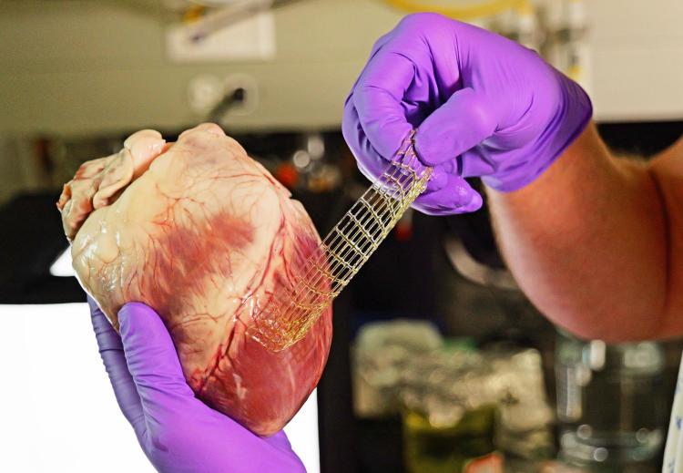 A new biomaterial adhered to a porcine heart
