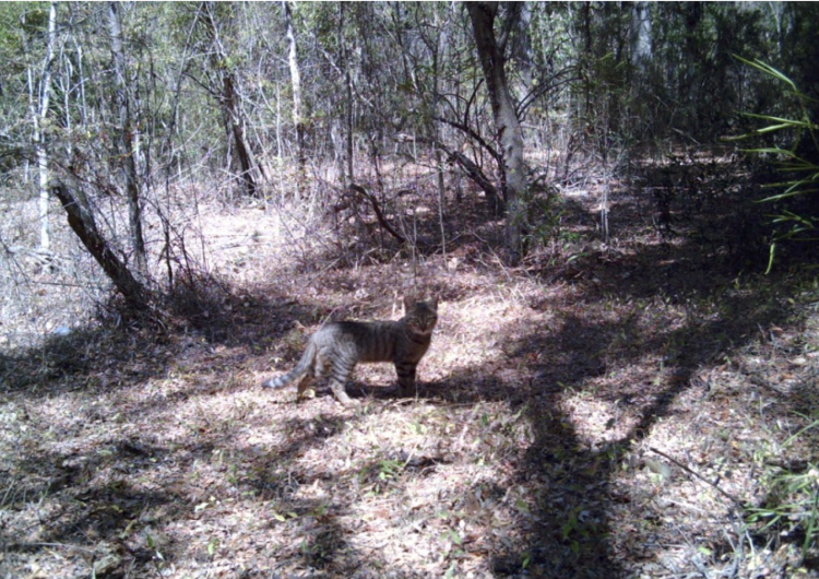 A lone cat with a tabby-pattern coat stands in a forest