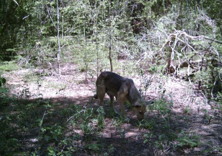 A brown and black dog sniffs on the ground in a forest