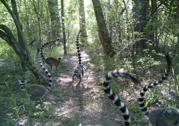 Several lemurs holding their tails high run down a forest trail