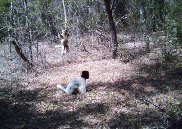 Two primates in a forest