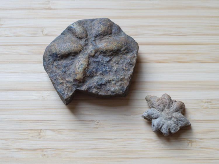 Two fossils lay out on a table