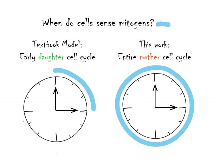 Cell cycle timing