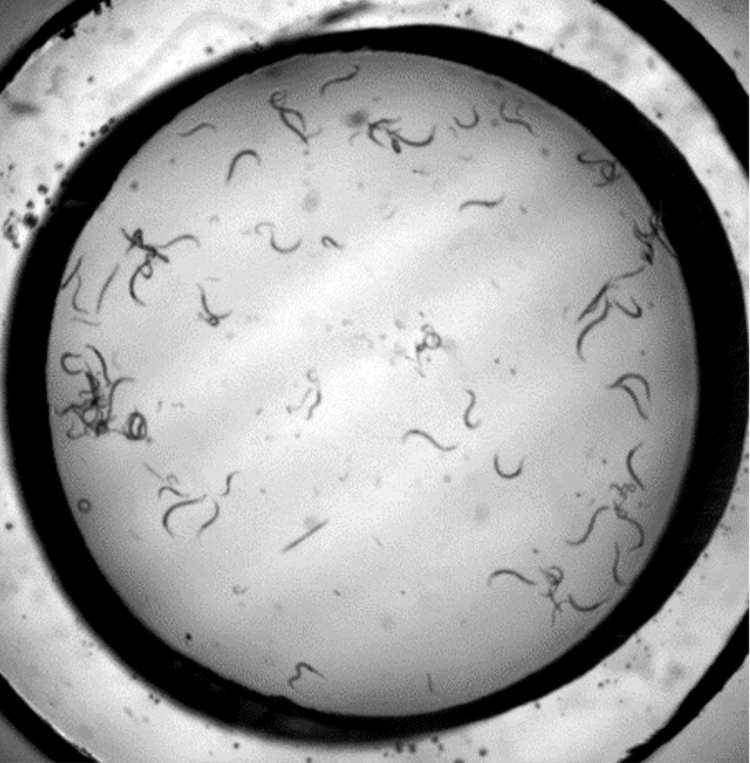 Microscope view of many small worms swimming in a well of liquid