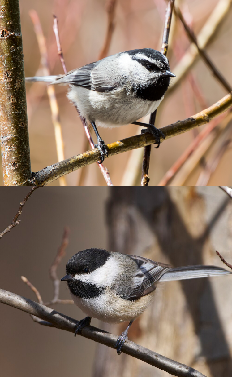 Mountain and black-capped chickadees