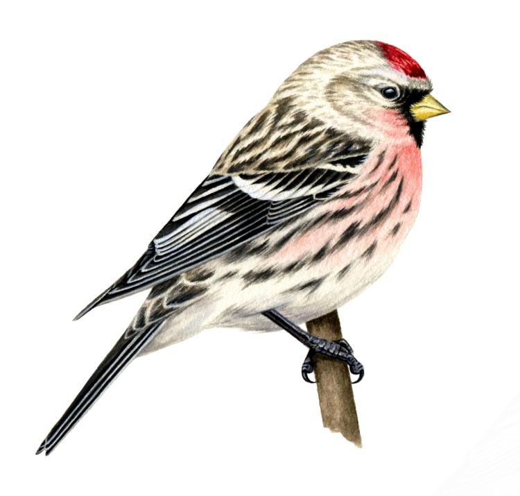  A drawing of common redpoll