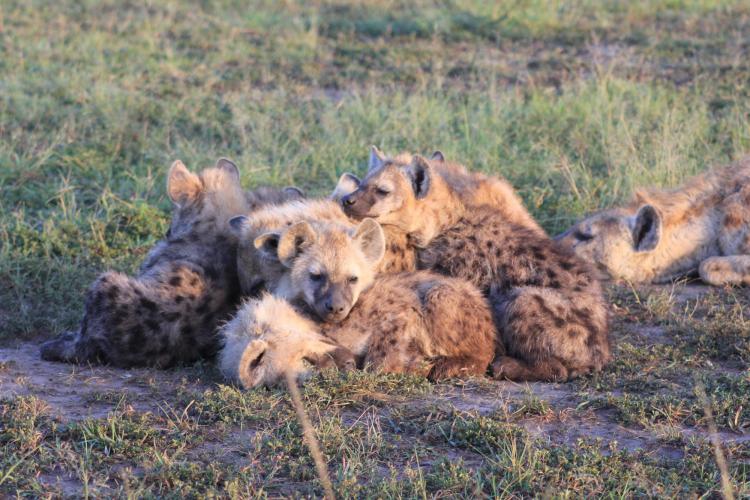 Hyena cubs together
