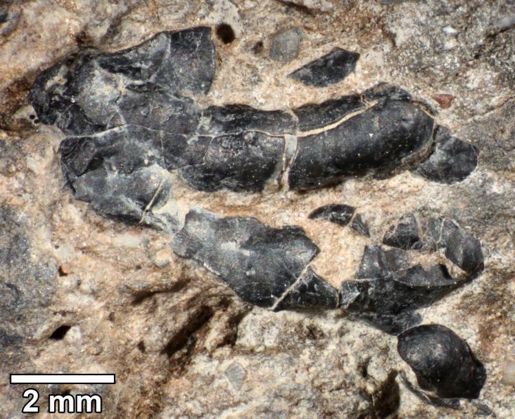 Dark crustacean shell fragment embedded in coprolite