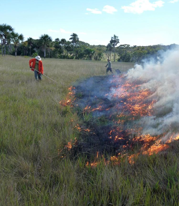 Water saturation of the soil prevents tree establishment and fire maintains diversity in this wet grassland in Jalapão, Northern Brazil. 