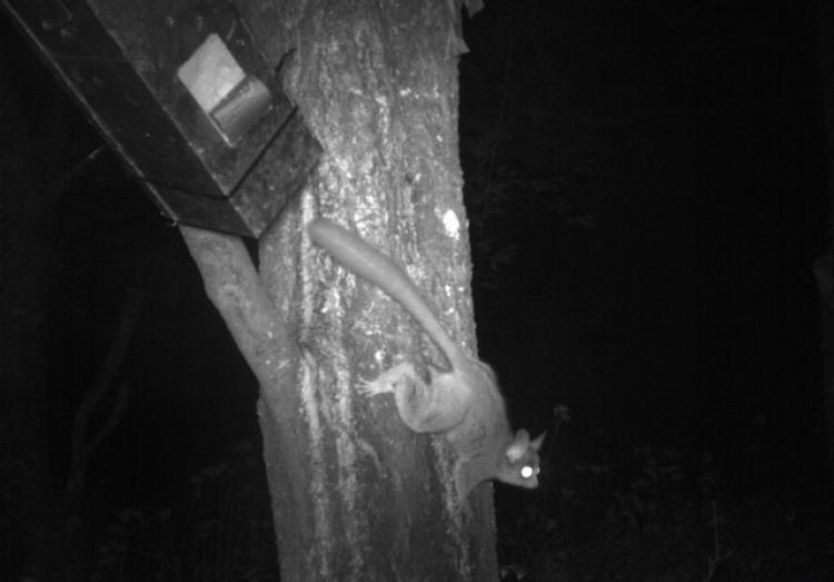 Galago moholi climbs tree