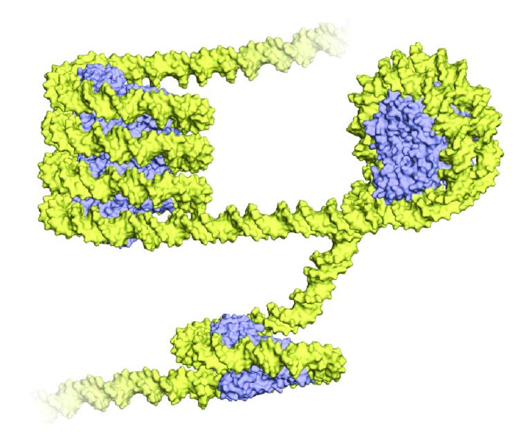 an illustration of a nucleosome