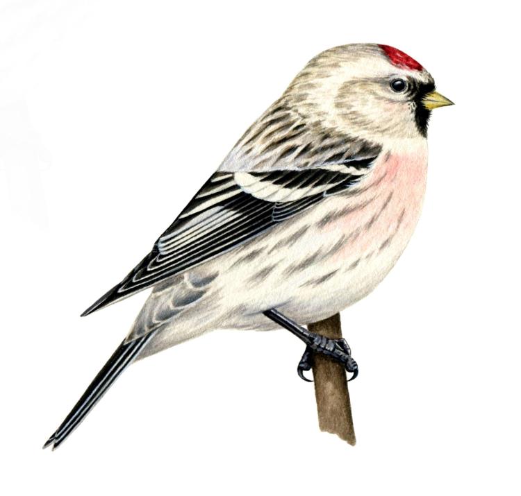 a drawing of hoary redpoll