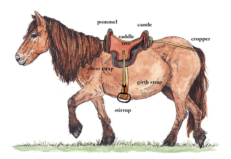 Illustration of horse wearing saddle with labels for the pommel, cantle, saddle tree, chest strap, girth strap, stirrup and crupper
